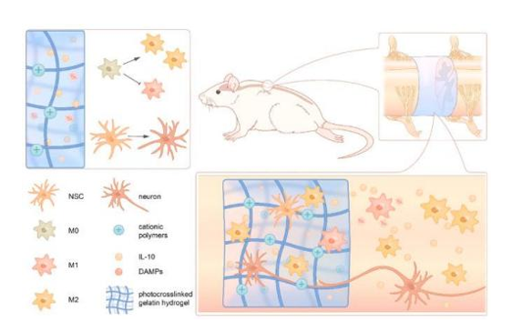 纳米胶原蛋白的免疫调节功能研究